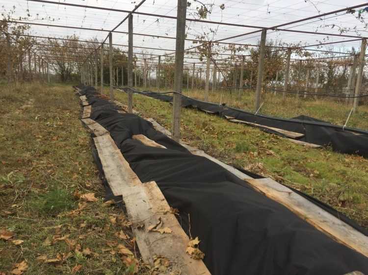 Укрытие винограда на зиму и подготовка к зиме - vinograd-loza