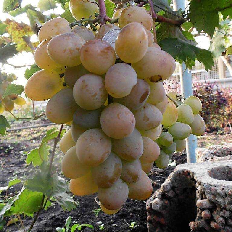 Современные технологии возделывания винограда