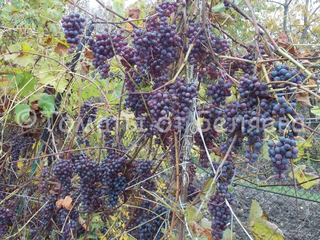 Синие и черные сорта винограда в украине: описание, фото, купить саженцы - vinograd-loza