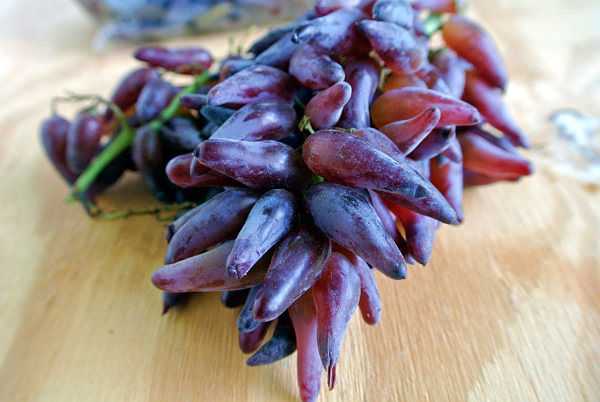Необычный сорт винограда ведьмины пальцы