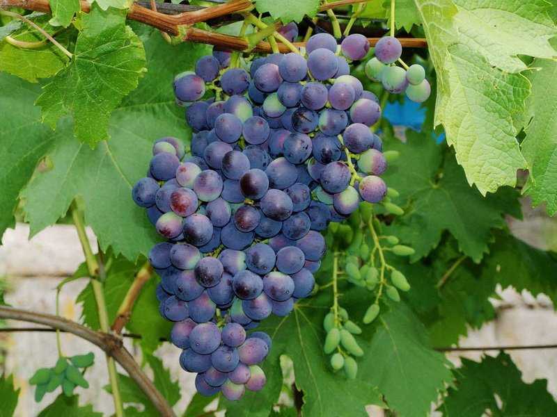 Неукрывные сорта винограда для подмосковья: лучшие зимостойкие виды, посадка и уход