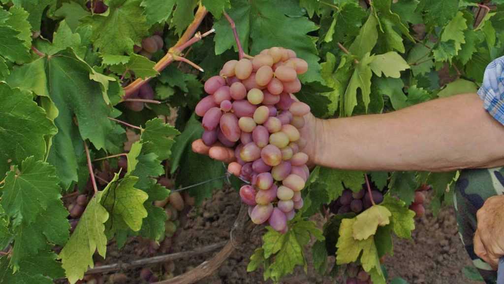 Описание сорта винограда преображение