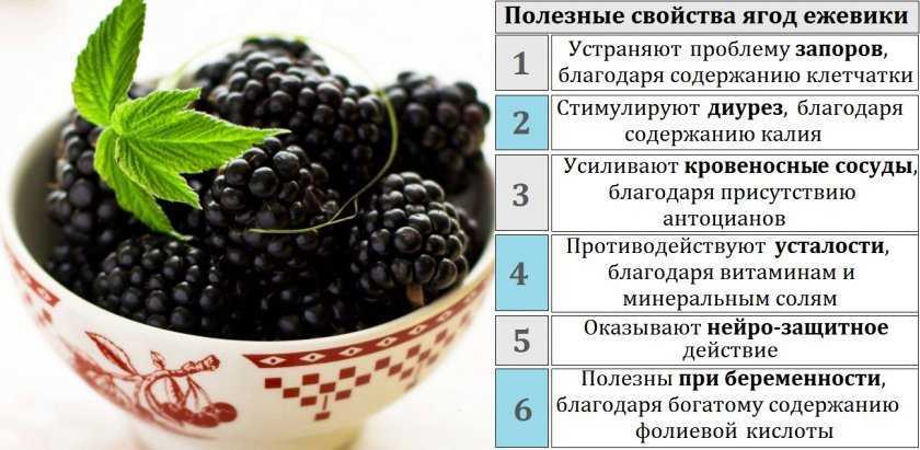 Ежевика: полезные свойства ягоды и противопоказания к применению, рецепты, выбор и хранение