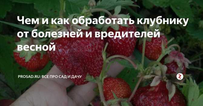 Обработка клубники весной от вредителей и болезней | tele4n.net