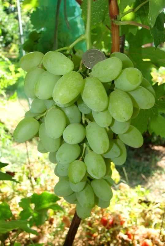 Виноград ландыш - описание сорта, фото, отзывы