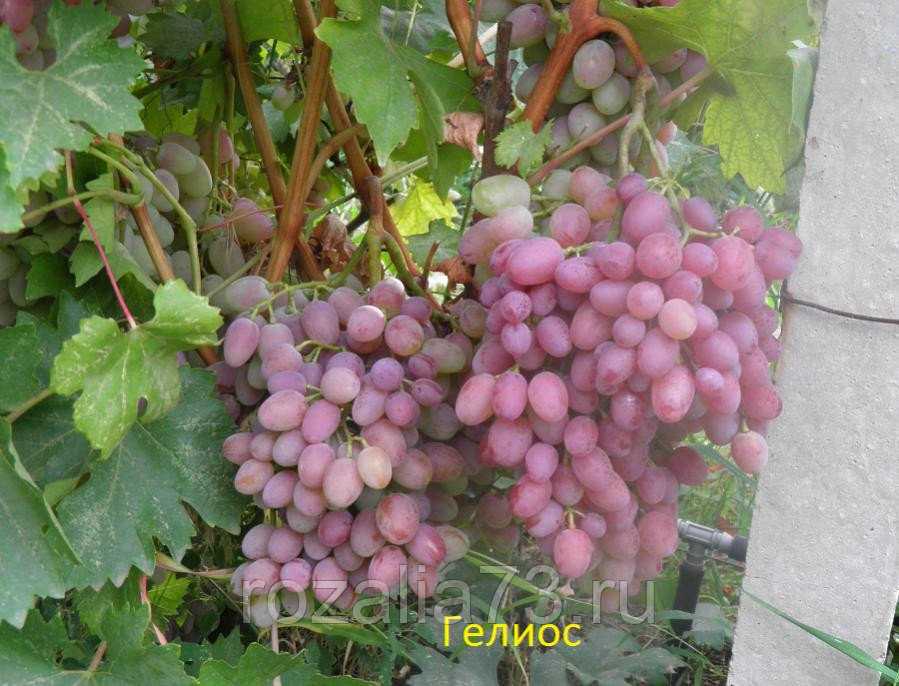Виноград гелиос: краткое описание, посадка, выращивание, отзывы