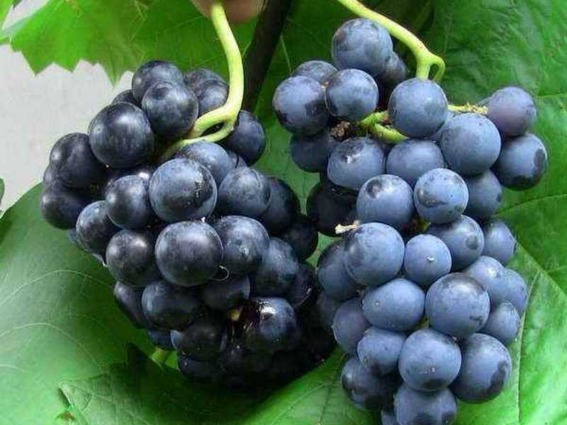 Виноград зилга: описание сорта, посадка, уход, особенности и отзывы