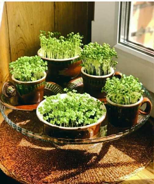 Ароматный кресс-салат — правила выращивания на подоконнике