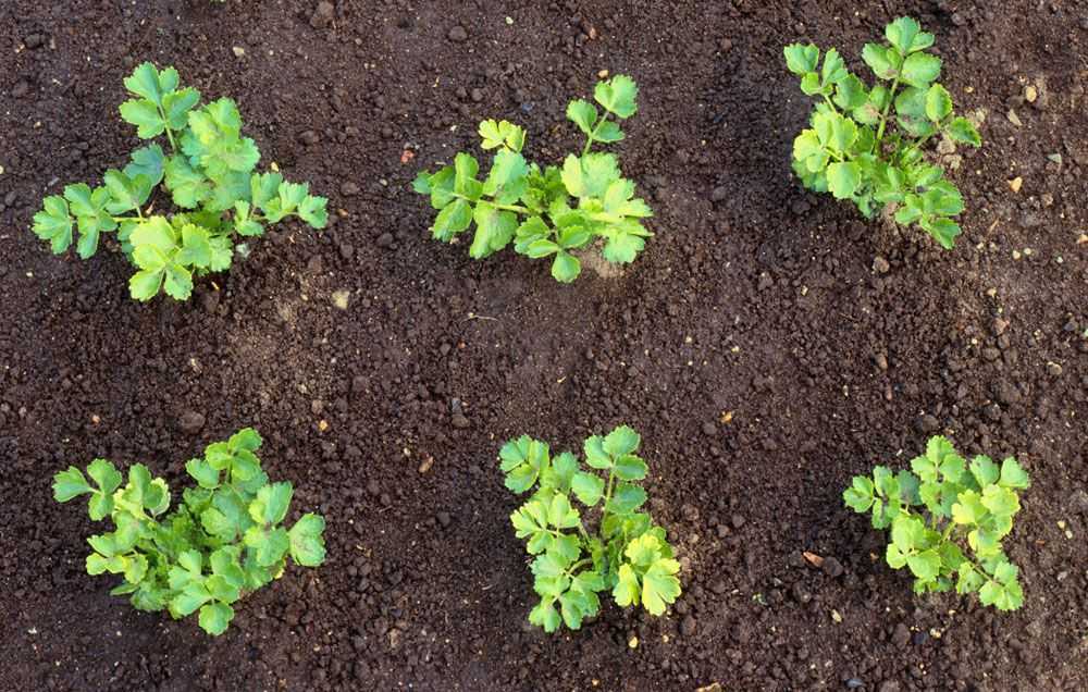 Сельдерей черешковый паскаль: выращивание и уход в открытом грунте, рекомендации, как из семян вырастить рассаду, советы, когда и как сажать