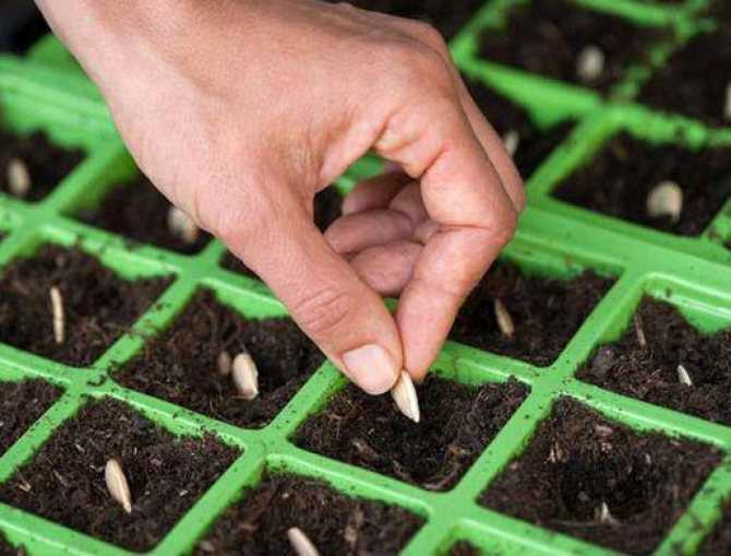 Правила и сроки выращивания сельдерея корневого