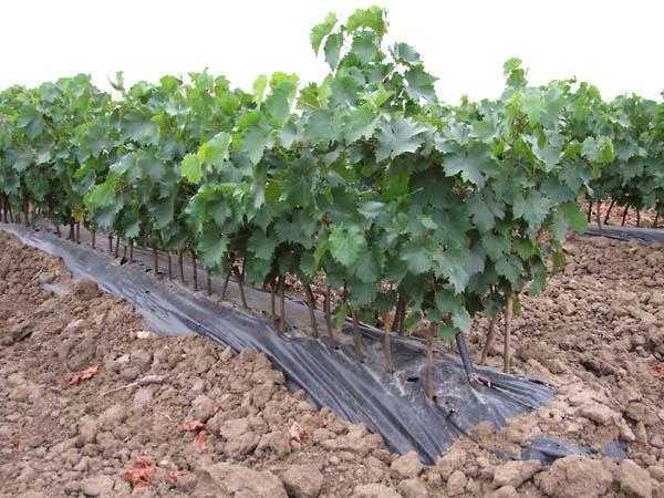 Виноград таежный описание сорта, особенности выращивания, фото и отзывы