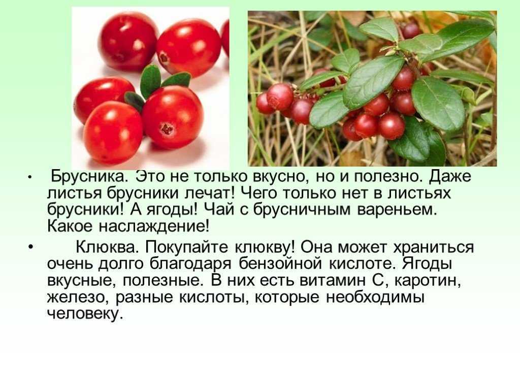 Брусника и клюква: отличия (24 фото) чем отличаются и что лучше выбрать, полезные свойства, как отличить и польза ягод