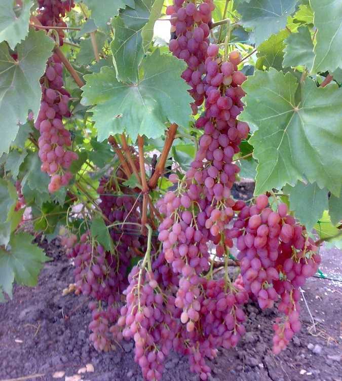 Кишмиш лучистый виноград: описание и характеристика сорта, лучший плодовый