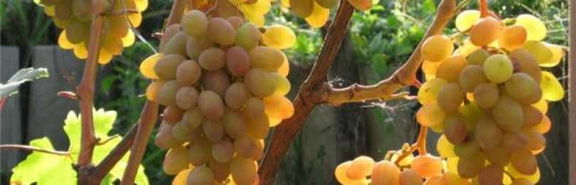 Сорт винограда «сенсация», описание с фото и видео
