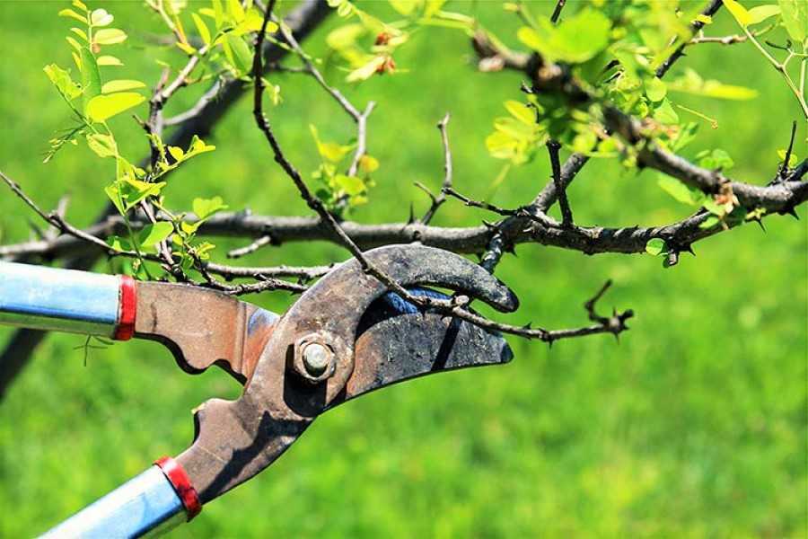 Уход за крыжовником весной – советы бывалых садоводов по обрезке, подкормке и борьбе с болезнями