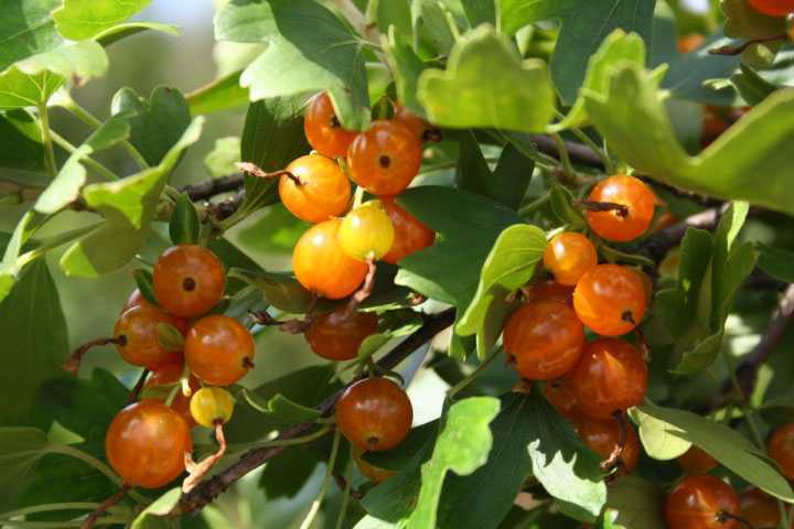 Смородина добрыня: описание ягодного сорта, особенности выращивания и ухода