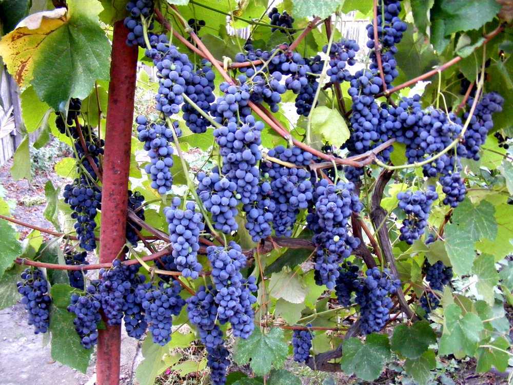 Неукрывные сорта винограда: хорошие сорта для подмосковья, описание видов винограда, правила ухода