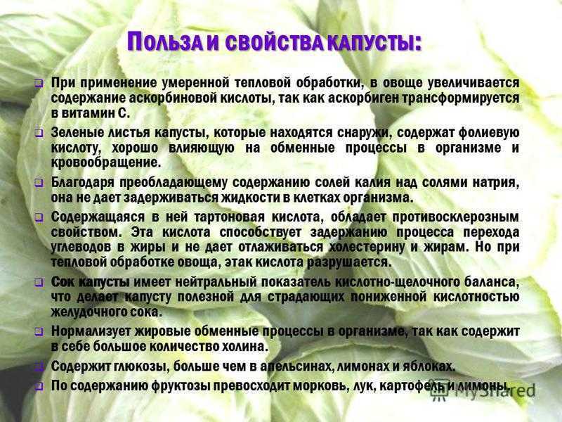 Щавель декоративный: съедобен ли, как правильно выращивать, а также фото сортов кровавая мэри, красные жилки русский фермер
