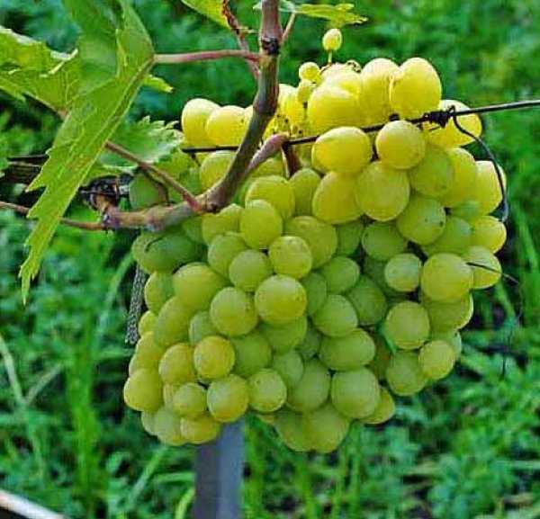Описание одноименных сортов винограда "райский"