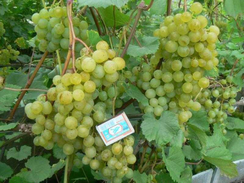 Виноград краса севера - мир винограда - сайт для виноградарей и виноделов