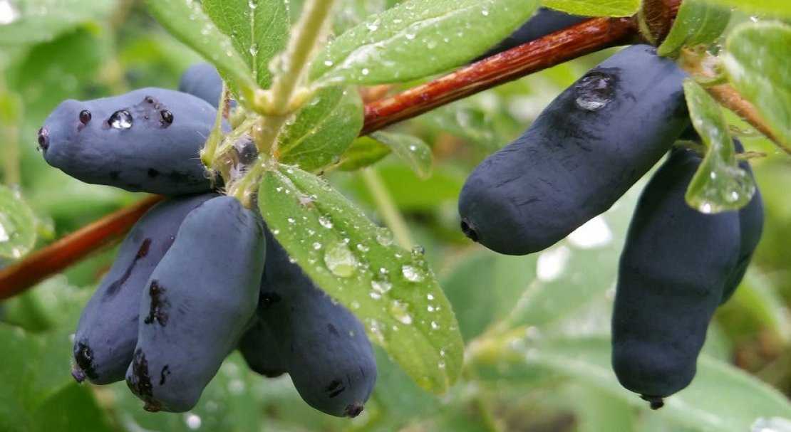 Характеристики жимолости «фиалка»: описание уникального сорта, польза плодов