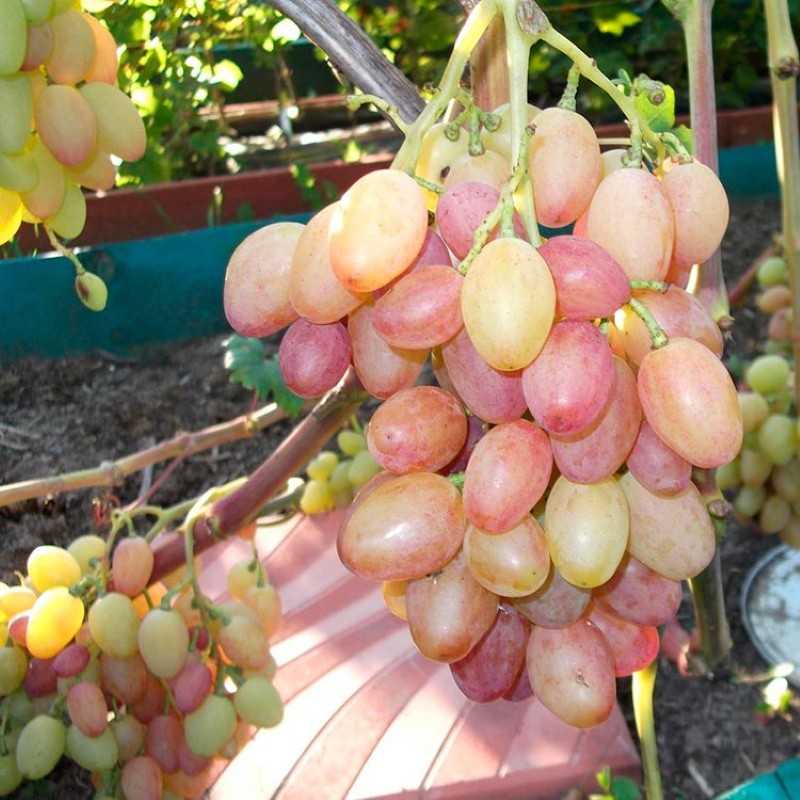 Сорт винограда юбилей новочеркасска: описание сорта, характеристика, посадка, уход
