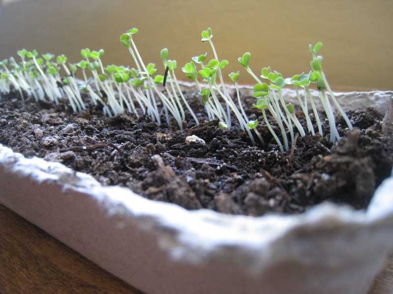 Салат: посадка и уход в открытом грунте, выращивание на подоконнике