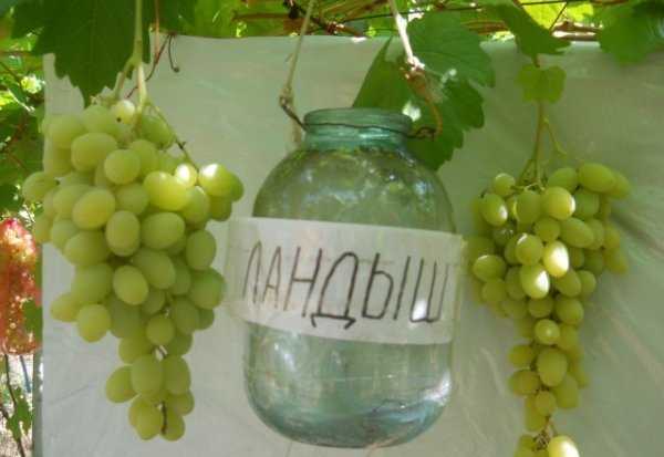 Виноград ландыш — новый сорт с отличным вкусом. основные характеристики, преимущества и недостатки сорта