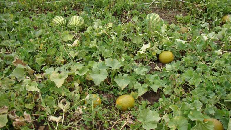 Выращивание арбузов в сибири в открытом грунте: подходящие сорта, погодные условия, инструкция по выращиванию