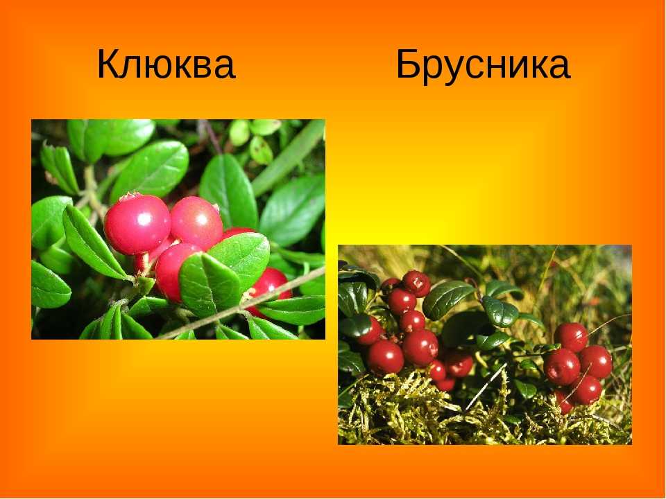Отличия брусники от клюквы и от некоторых других ягод (с фото)
