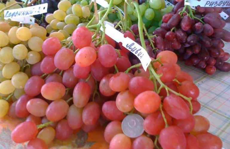 Виноград ливия: описание и характеристика раннего сорта с высокими вкусовыми характеристиками