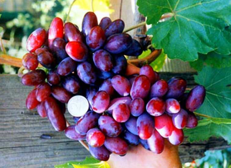 Виноград изюминка. Виноград изюминка гф17-241. Виноград Чауш. Сорт винограда изюминка. Изюмные сорта винограда.