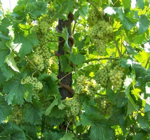 Виноград кишмиш 342: описание сорта и история, особенности выращивания и ухода