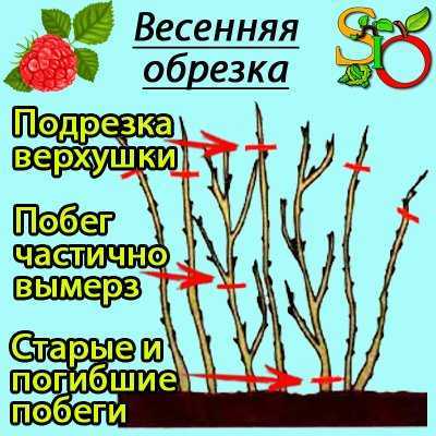 Как проводится обрезка малины весной и осенью, чтобы получить хороший урожай, лучшие сорта растения, как правильно их выбрать для юга россии