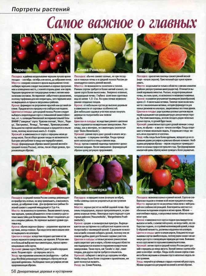 Описание сорта вишни тургеневская и особенности ее выращивания