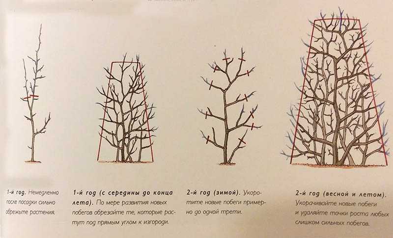 Барбарис тунберга (69 фото): описание. как размножить декоративный кустарник? berberis thunbergii в ландшафтном дизайне, посадка и уход