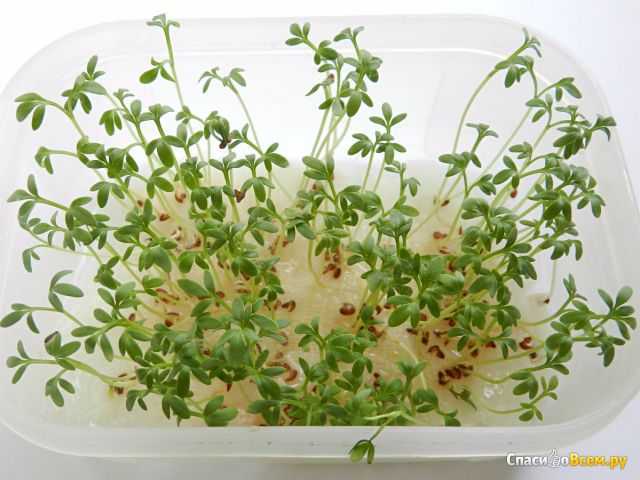 Как вырастить кресс-салат на подоконнике
