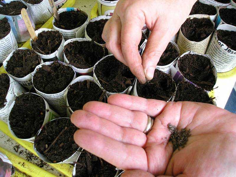 Как вырастить физалис из семян