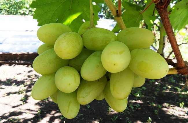 Описание винограда сорта благовест: характеристики, выращивание, фото, отзывы