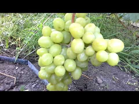 Знаменитый виноград "дарья" - описание сорта, фото, отзывы