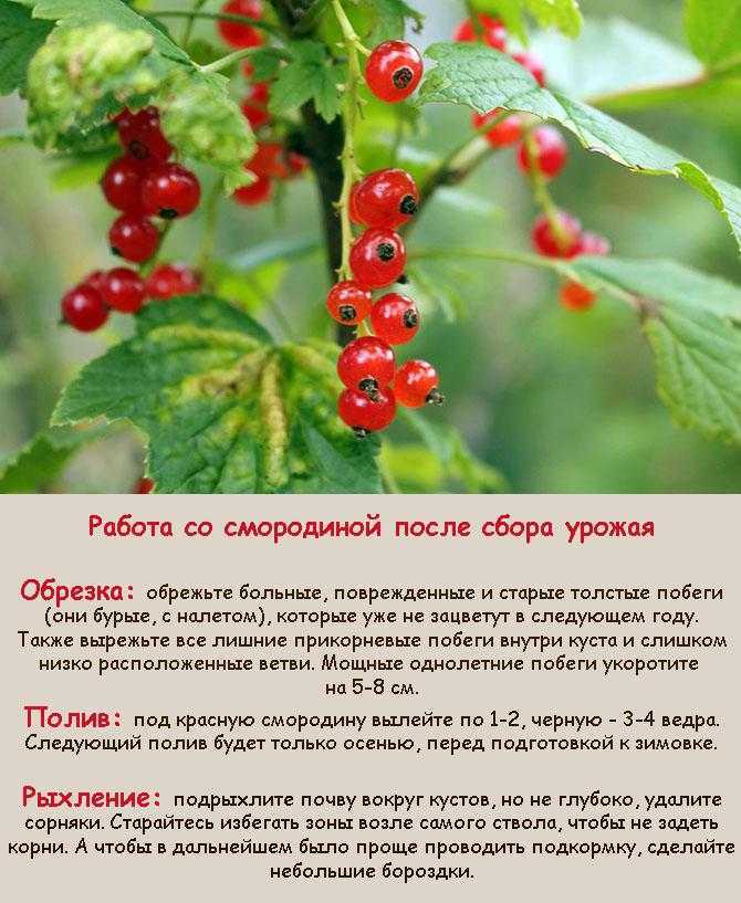 Красная смородина татьяна: описание и характеристики, уход и выращивание