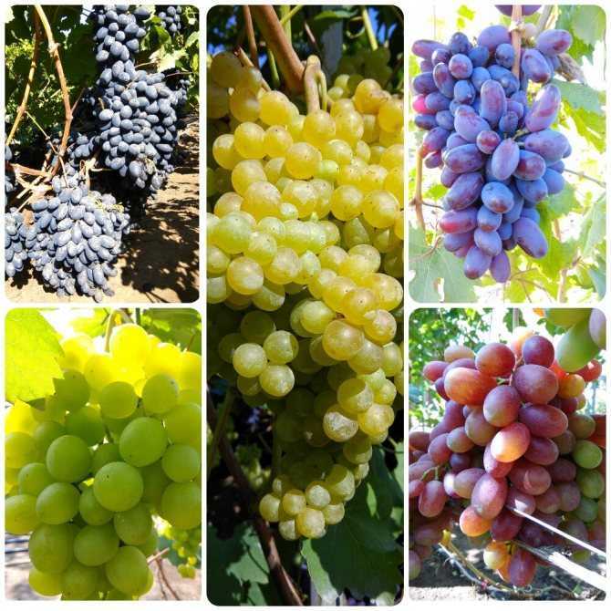 Сорт винограда кубань: описание, особенности выращивания, отзывы, фото