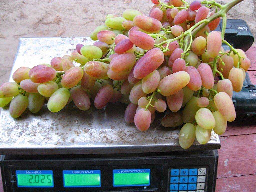 Сорт винограда юбилей новочеркасска