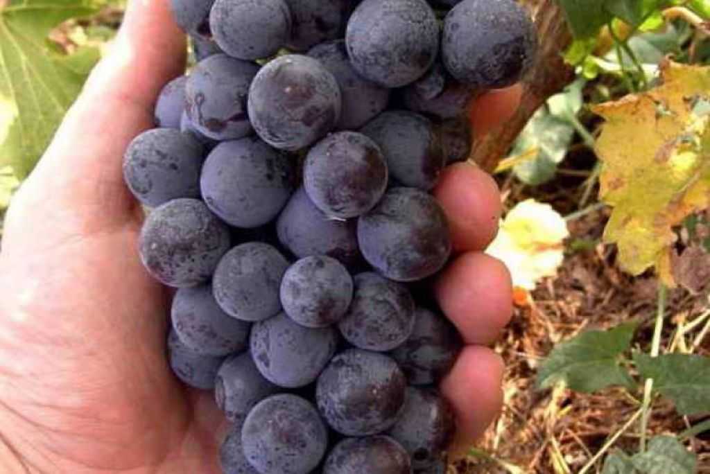 Сорт винограда атаман павлюк: описание, фото, характеристики selo.guru — интернет портал о сельском хозяйстве