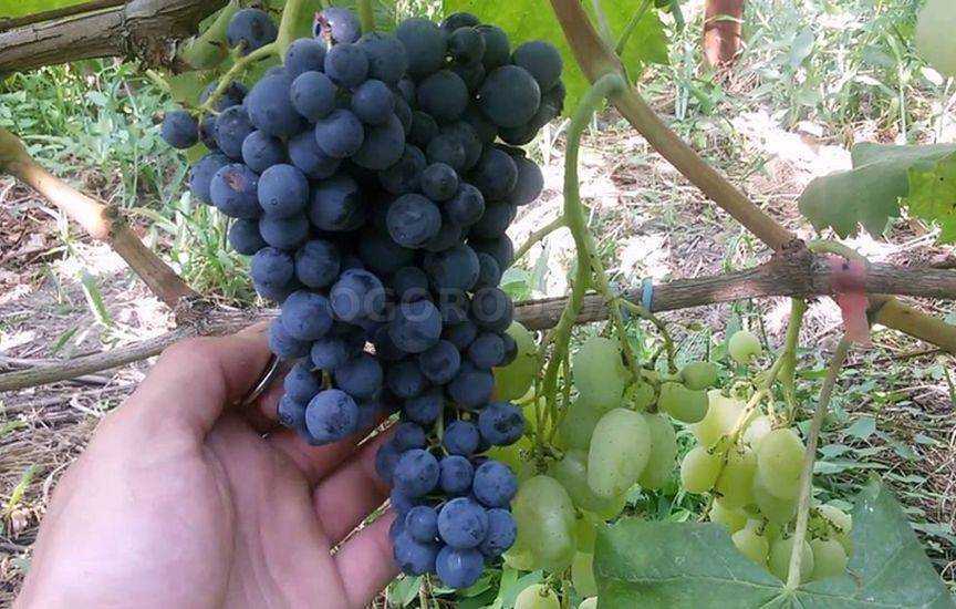 Неукрывной виноград: особенности. перечень неукрывных и укрывных сортов