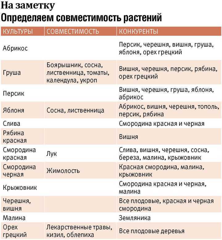 Посадка жимолости, когда и как это делать, а также особенности процесса в беларуси, подмосковье, сибири, на урале и в других регионах
