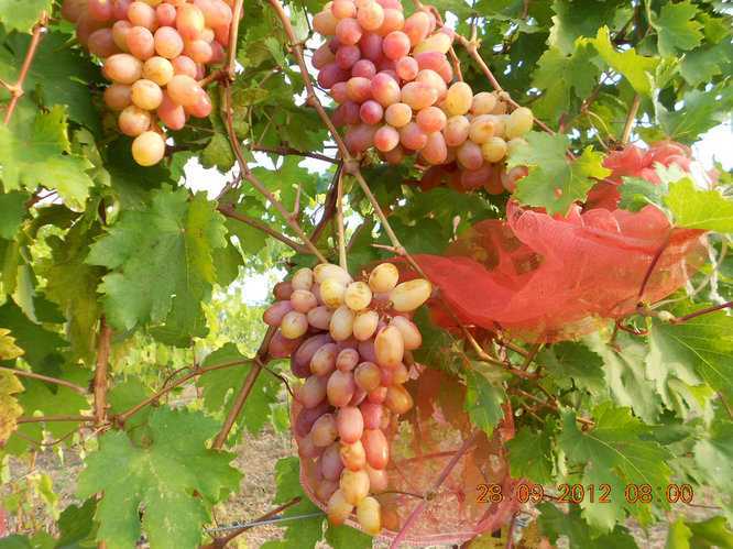 Виноград преображение: описание сорта с характеристикой и отзывами, особенности посадки и выращивания, фото