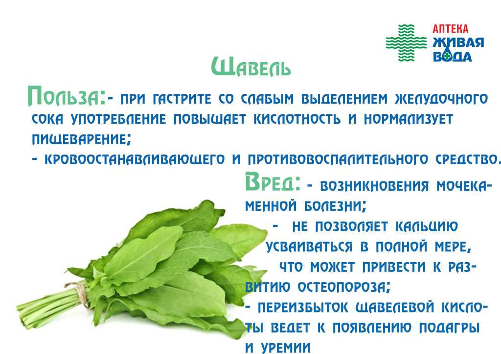 Щавель - это овощ или трава: какие сорта для открытого грунта, описание