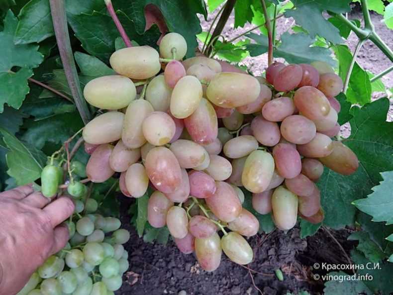 Сорт винограда юлиан: описание и характеристики, фото и отзывы опытных садоводов