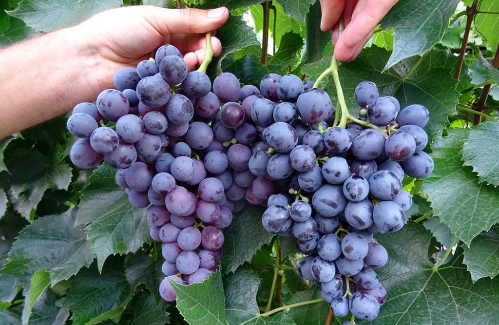 Сорт винограда восторг: описание, фото